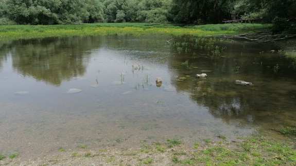 Situácia s komármi je alarmujúca: Podľa starostky Devína dosahuje stupeň kalamity