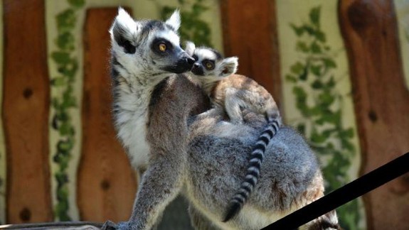 V ZOO Bratislava zahynuli dve lemurie samičky