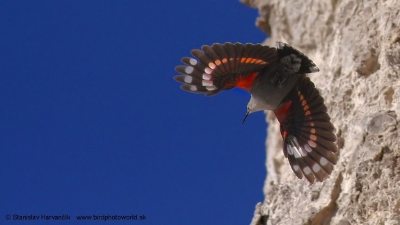 Vedeli ste? Jedným zo zimovísk vzácneho murárika je Devínska Kobyla a hrad Devín