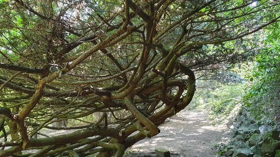 Mesto by už čoskoro malo získať Kochovu záhradu. Čo s ňou urobí ako prvé?