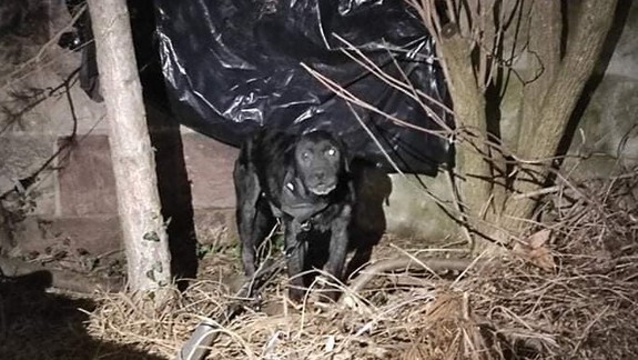 Smutný príbeh so šťastným koncom: Psíka Darka, ktorý mal ťažký osud, napokon niekto ešte aj ukradol