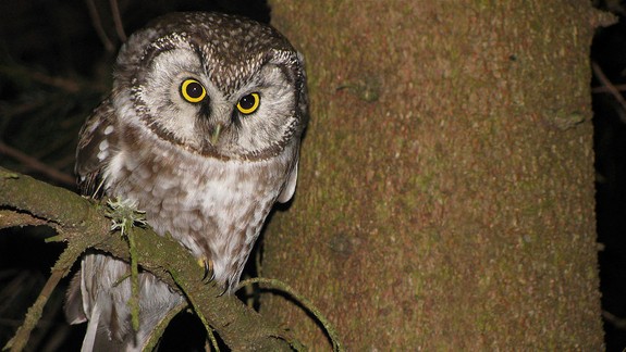 Počujete v noci húkať sovy? Viete, prečo to vlastne robia?