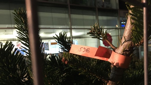 FOTO: V Bratislave sa už začal predaj živých vianočných stromčekov – kde majú zatiaľ najlepšie ceny?