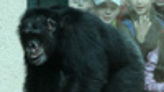 Pavilón primátov bude od piatka opäť otvorený