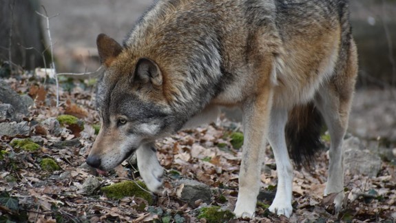 Zoologická záhrada pozýva: Zažite Vlčiu hodinku s chovateľom