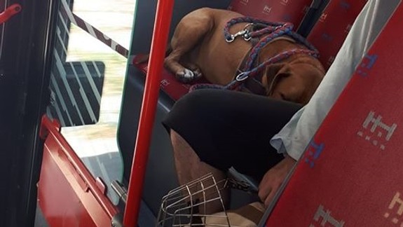 Pes v MHD: Môže alebo nesmie sedieť či ležať na sedadlách určených cestujúcim?