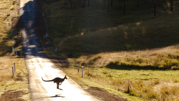 Predstavte si, kráčate lesom a narazíte na kenguru. Stalo sa to hudobníkovi kapely Polemic