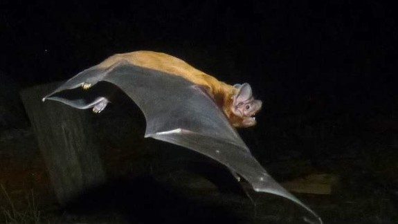 V Devínskej Novej Vsi sčítavali migrujúce netopiere