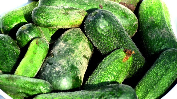 Vedeli ste? Obyčajné uhorky sú mimoriadne zdravé