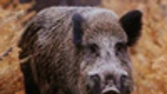 Krčace trápia divé svine, ale najmä zlodeji