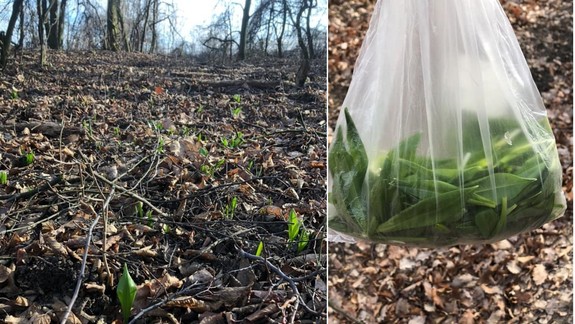 V Dúbravke sa už objavil mladý medvedí cesnak - vyrástol zo zeme o mesiac skôr ako vlani