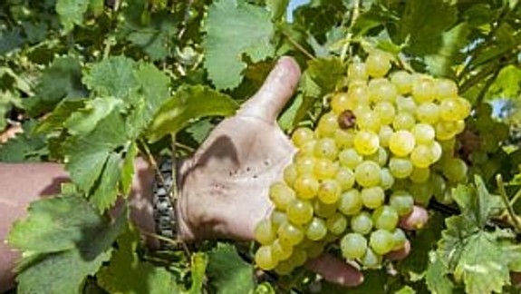 Vo vajnorských viniciach oberajú prvé tohtoročné hrozno