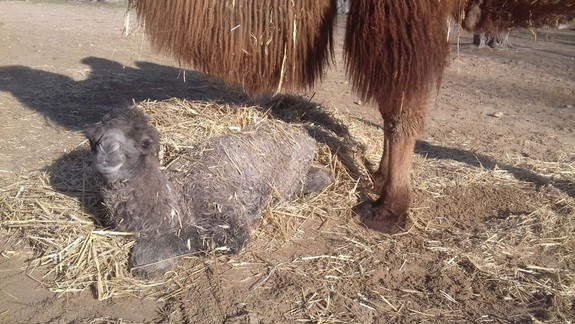 FOTO: Do ZOO počas februára pribudli ďalšie nové rozkošné mláďatká