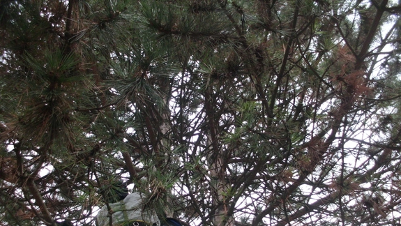 Petržalka chráni zdravé stromy bezpečnostnými väzbami