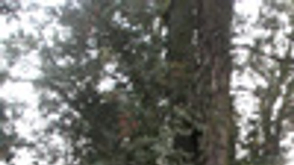 Osud lesíka na Krasovského je nejasný