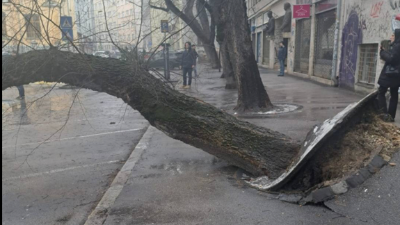 V centre Bratislavy spadol mohutný strom: Po páde poškodil autá
