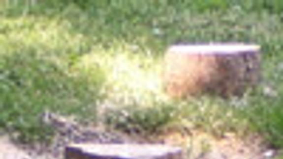 Stromy sa už dva roky pília v čase vegetácie