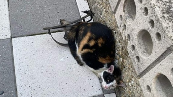 Hrozné: V P. Biskupiciach uviazla mačka v železnej pasci