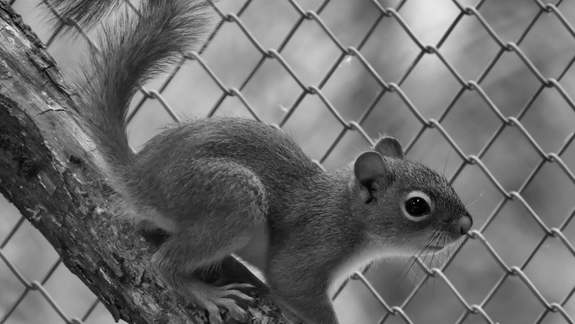 Otrávená veverica kanadská! ZOO vyzýva návštevníkov, aby nekŕmili ich zvieratká