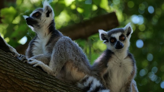 Na čo sa môžete tešiť? ZOO Bratislava ohlásila novinky a plány na pre rok 2025