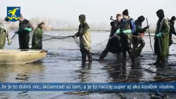 VIDEO: Budúci chovatelia rýb z Ivanky praxovali na jesennom výlove kaprov