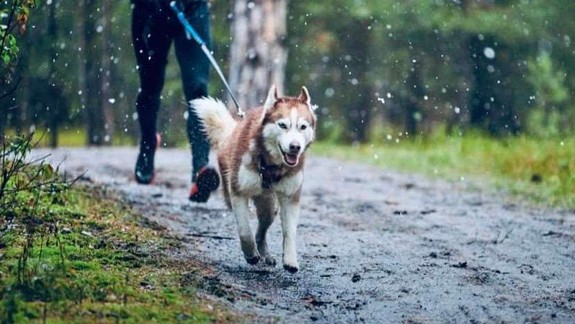 V nedeľu sa uskutoční beh s cieľom zvýšiť povedomie o ochrane lesa
