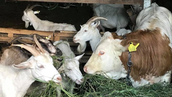 Aj priamo v Bratislave nájdete farmu, kde si deti pohladkajú ovečky