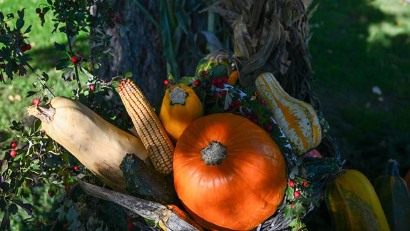 Vedeli ste? Tekvica je prírodné antidepresívum, jej semienka znižujú cholesterol