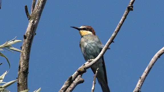 Jeseň sa hlási: Sťahovavé vtáky začínajú odlietať