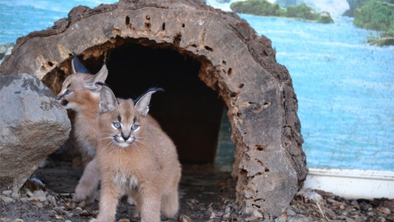 Zoologická záhrada sa teší z dvoch mláďat karakala