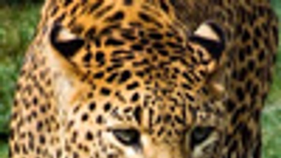 V ZOO Bratislava sa narodili dva leopardy