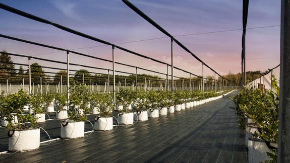 Okrem jahôd je aj sezóna čučoriedok, viete, kde sa nachádza čučoriedková farma?