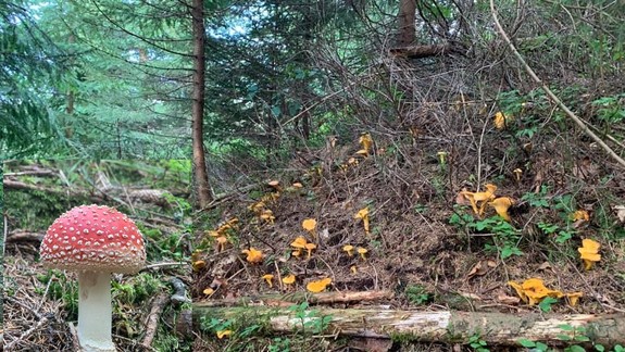 Každý rok sa na Slovensku otrávia hubami desiatky ľudí