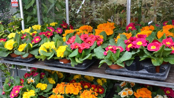 VIDEO: Otvorili už aj známe záhradné centrum - aké pravidlá tam teraz pri nákupe platia?