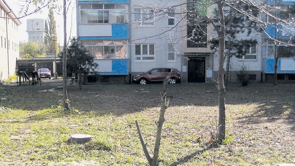 Zdravé stromy museli záhadne ustúpiť parkovisku