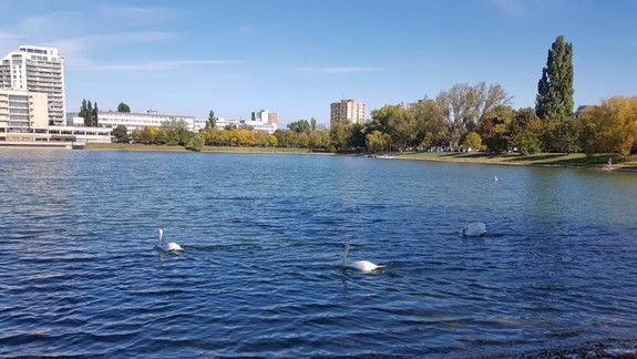 FOTO: Dobrá správa - na Štrkoveckom jazere sa opäť objavili labute!