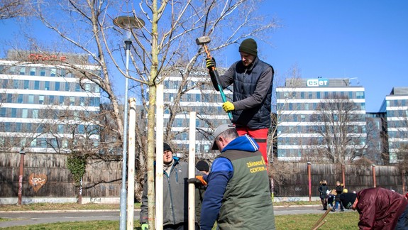 V Petržalke odštartovali jarnú výsadbu nových stromov