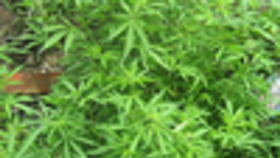 Polícia zadržala v centre väčšie množstvo drog