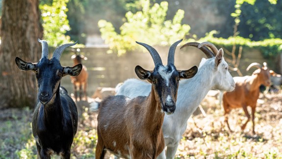 Kozy v centre Bratislavy?  Developer prináša prírodné riešenia