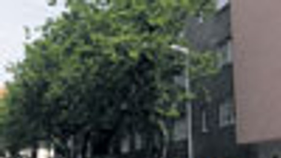 Staré stromy by mali nahradiť mladými