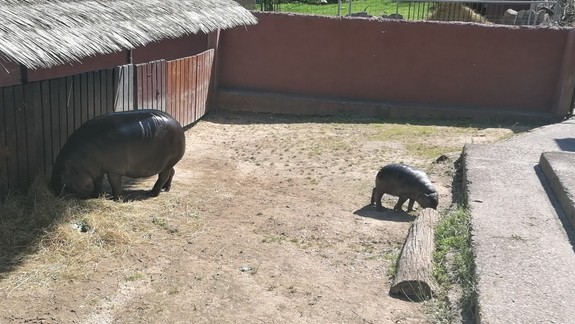 Zoo v nedeľu ponúka bohatý program, naživo môžete vidieť mláďa hrošíka