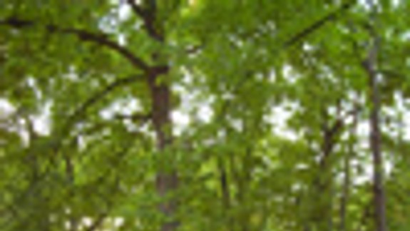 Uvažujú o druhej etape obnovy Sadu Janka Kráľa