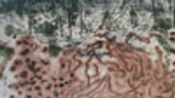 Výstava More, zem a flóra v Pálffyho paláci