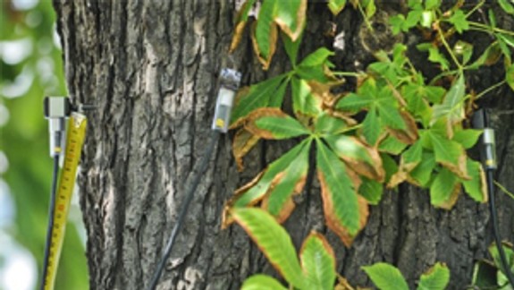 Na Račku vyšetrili až 550 stromov