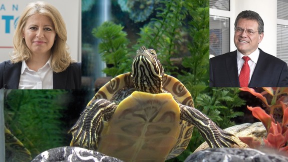 VIDEO: Korytnačka Kiko predpovedala výsledok 2. kola prezidentských volieb - kto podľa nej vyhrá?