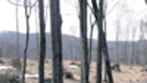 Mestské lesy údajne neťažia viac, ale sú zničenejšie