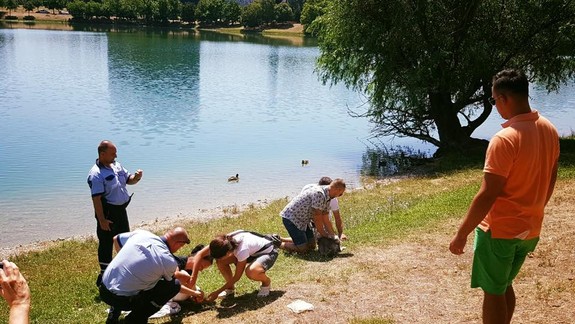 Smutný príbeh labutej rodinky pokračuje: Otca a posledné mláďa museli odchytiť