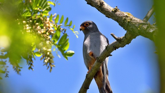Ornitológovia hlásia úžasný objav. Na Slovensko sa vracia klenot medzi dravcami