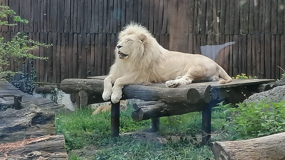 Smutná správa: V bratislavskej ZOO sa rozhodli pre eutanáziu majestátneho leva Haldira