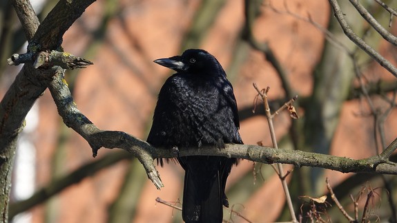 VIDEO: Do miest prilietajú havrany a kavky. Toto ste o nich zrejme nevedeli
